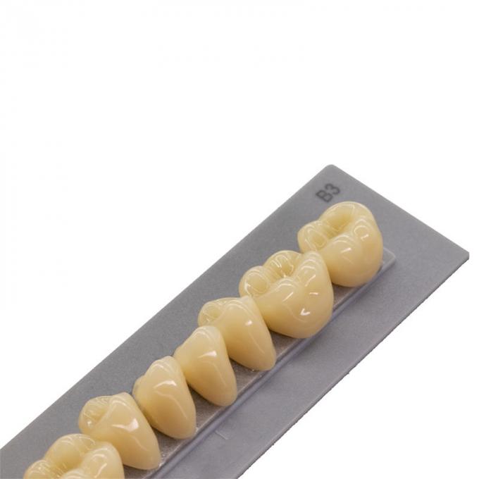 High Durability Artificial Acrylic Teeth VITA High Stain Impact Resistance Heraeus Form 2