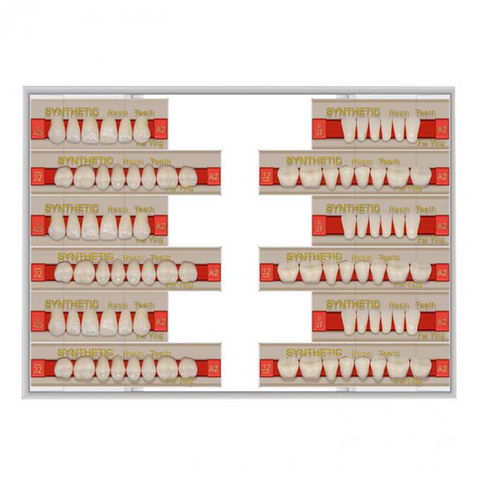 3 Layers Acrylic Resin Composite Teeth Denture Standard Size VITA Shade 1
