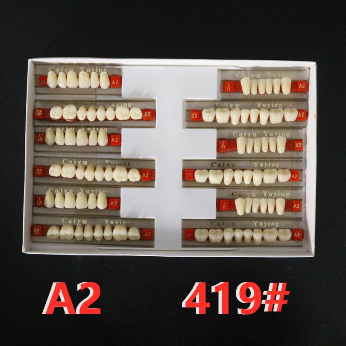 Heraeus Dental Acrylic Resin Teeth High Stain Resistance Durability 1