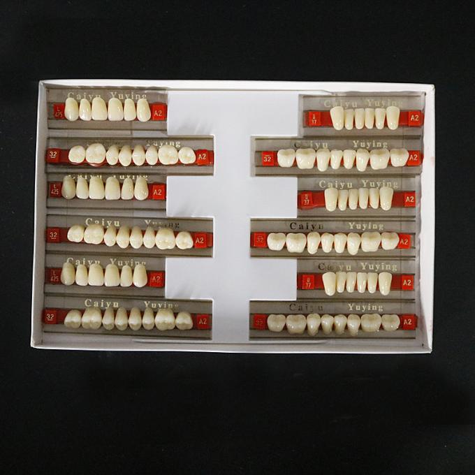 Heraeus Dental Acrylic Resin Teeth High Stain Resistance Durability 2