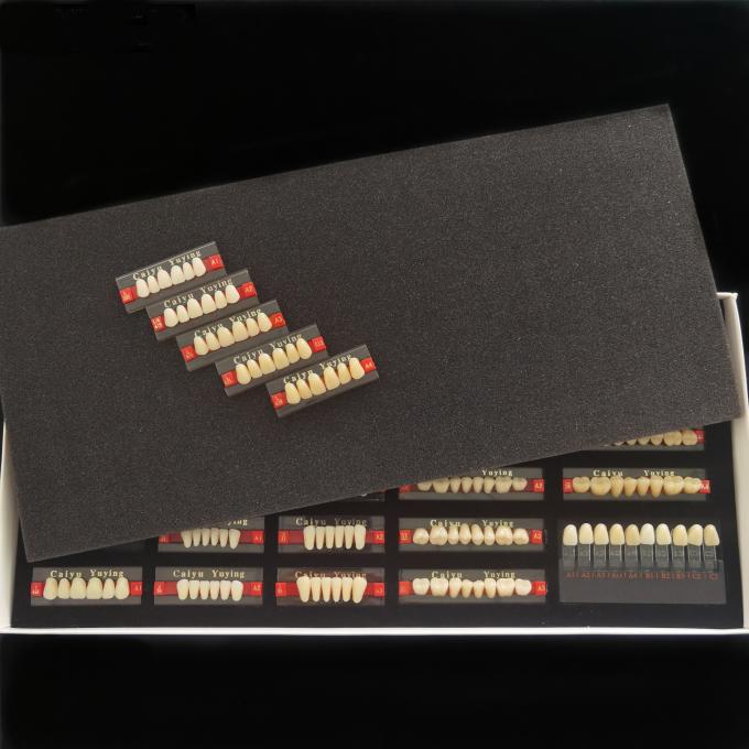 2 Layers Synthetic Polymer Resin Teeth Dental False Teeth Box High Strength 0