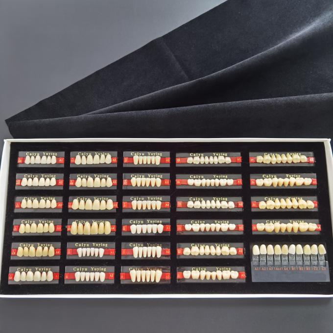 2 Layers Synthetic Polymer Resin Teeth Dental False Teeth Box High Strength 1