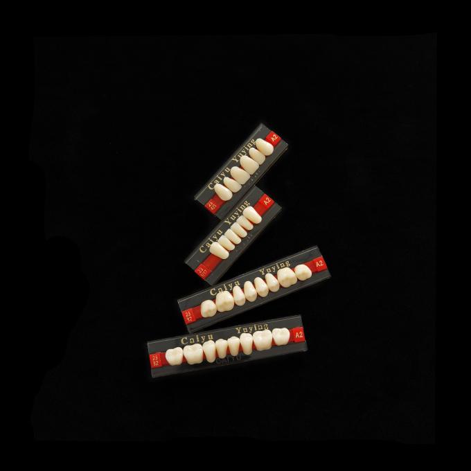 High Resistance 2 Layers Acrylic Resin Teeth Synthetic Polymer Artificial Teeth Composite Denture 0