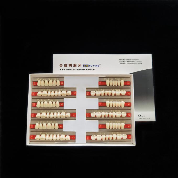 High Resistance 2 Layers Acrylic Resin Teeth Synthetic Polymer Artificial Teeth Composite Denture 1