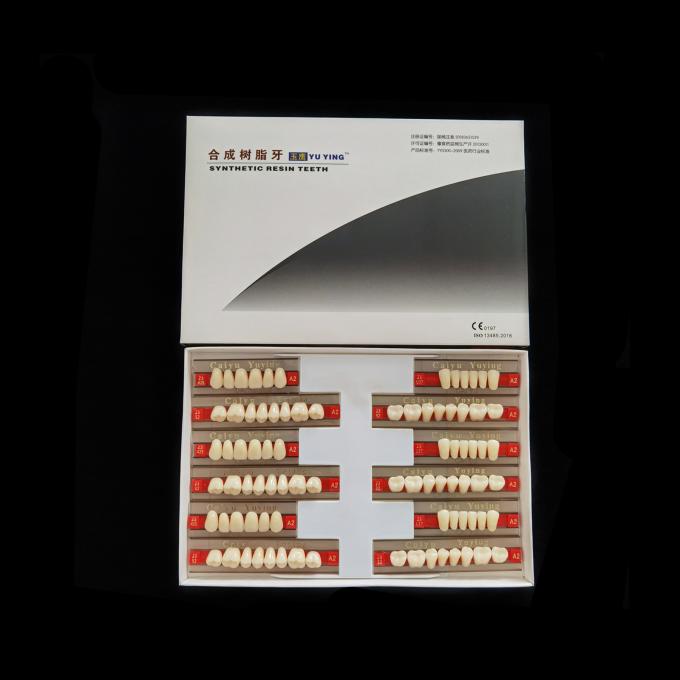 High Resistance 2 Layers Acrylic Resin Teeth Synthetic Polymer Artificial Teeth Composite Denture 2