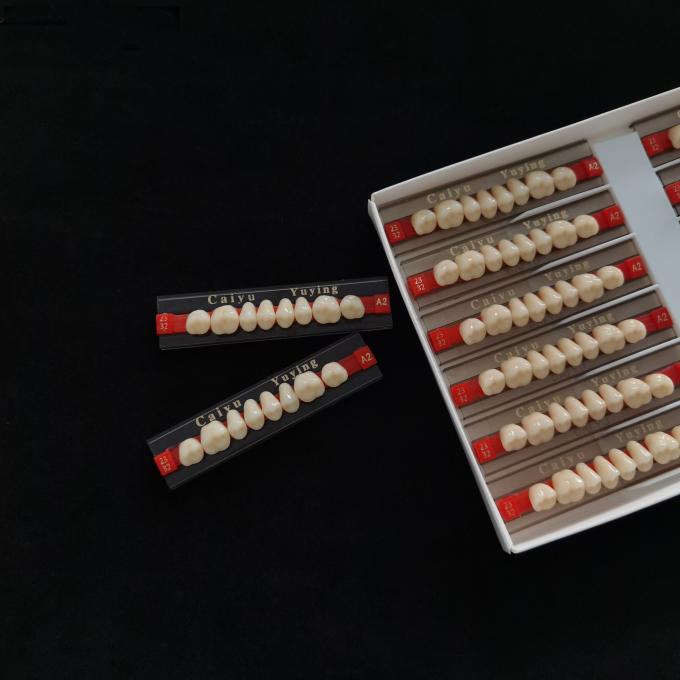 Acrylic Resin Teeth Posteriors Upper (8x1)x12 High Wear Resistance Composite Dentadura CE ISO Manufacturer 0