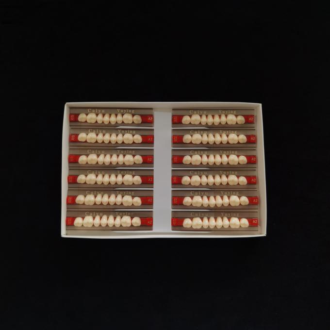 Acrylic Resin Teeth Posteriors Upper (8x1)x12 High Wear Resistance Composite Dentadura CE ISO Manufacturer 1