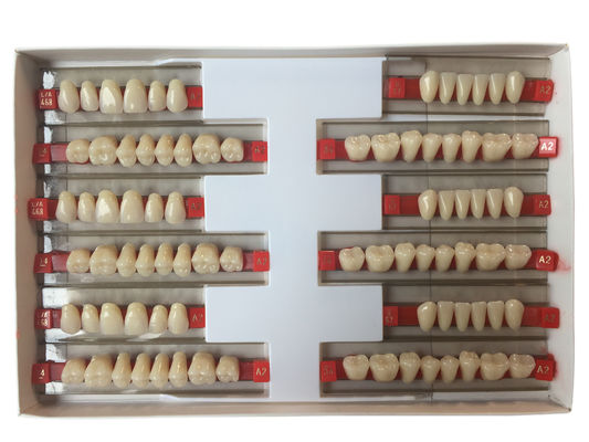 Acrylic Resin Denture Teeth Set Repair Surfaces 2 Layers Super Hard Synthetic Dental Teeth