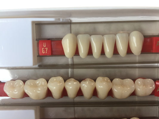 Acrylic Resin Denture Teeth Set Repair Surfaces 2 Layers Super Hard Synthetic Dental Teeth