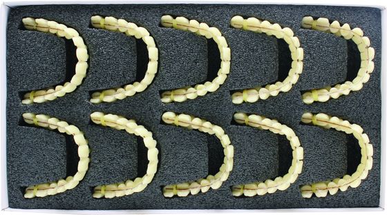 Acrylic Resin Denture Teeth Set Repair Surfaces 2 Layers Super Hard Synthetic Dental Teeth