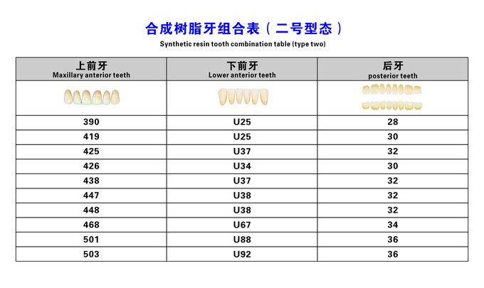 Acrylic Resin Denture Teeth Set Repair Surfaces 2 Layers Super Hard Synthetic Dental Teeth 1