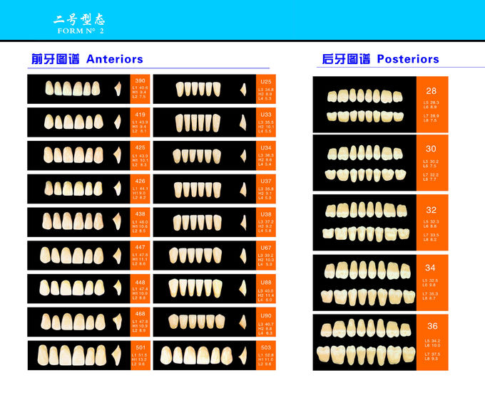 Acrylic Resin Denture Teeth Set Repair Surfaces 2 Layers Super Hard Synthetic Dental Teeth 0
