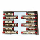 Heraeus Dental Acrylic Resin Teeth High Stain Resistance Durability
