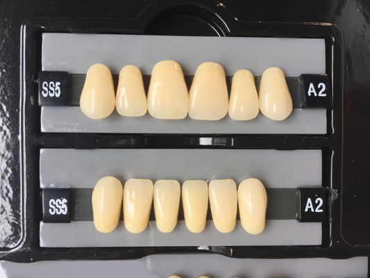 Clear Dental Acrylic Resin Kit Teeth Synthetic 2 Layers Dent Resin Teeth