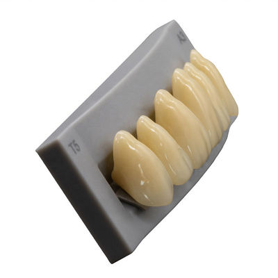High Durability Artificial Acrylic Teeth VITA High Stain Impact Resistance Heraeus Form