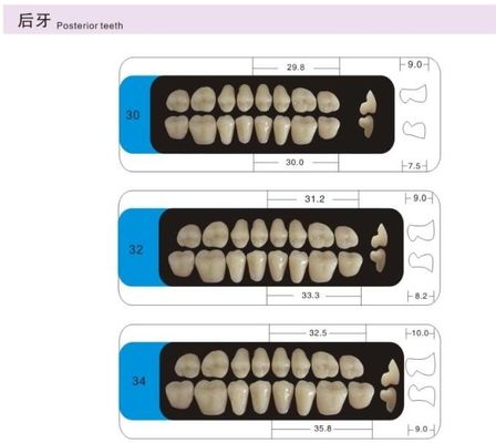 3 Layers Acrylic Resin Composite Teeth Denture Standard Size VITA Shade
